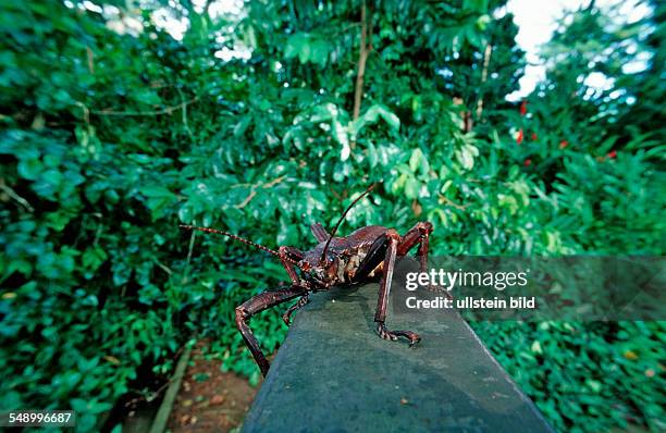 Stick Insect, Phasmatidea, Phamida, Papua New Guinea, Neu-Britannien, Kimbe Bay