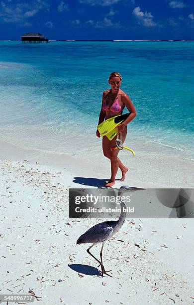 Grey Heron and Tourist at Beach, Ardea cinerea, Maldives, Indian Ocean, Medhufushi, Meemu Atoll