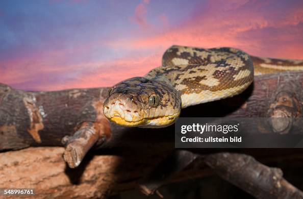 Timor Python, Python timoriensis, Timor, Lesser Sunda Islands, Indonesia Timor Python, Python timoriensis, Timor, Lesser Sunda Islands, Indonesia