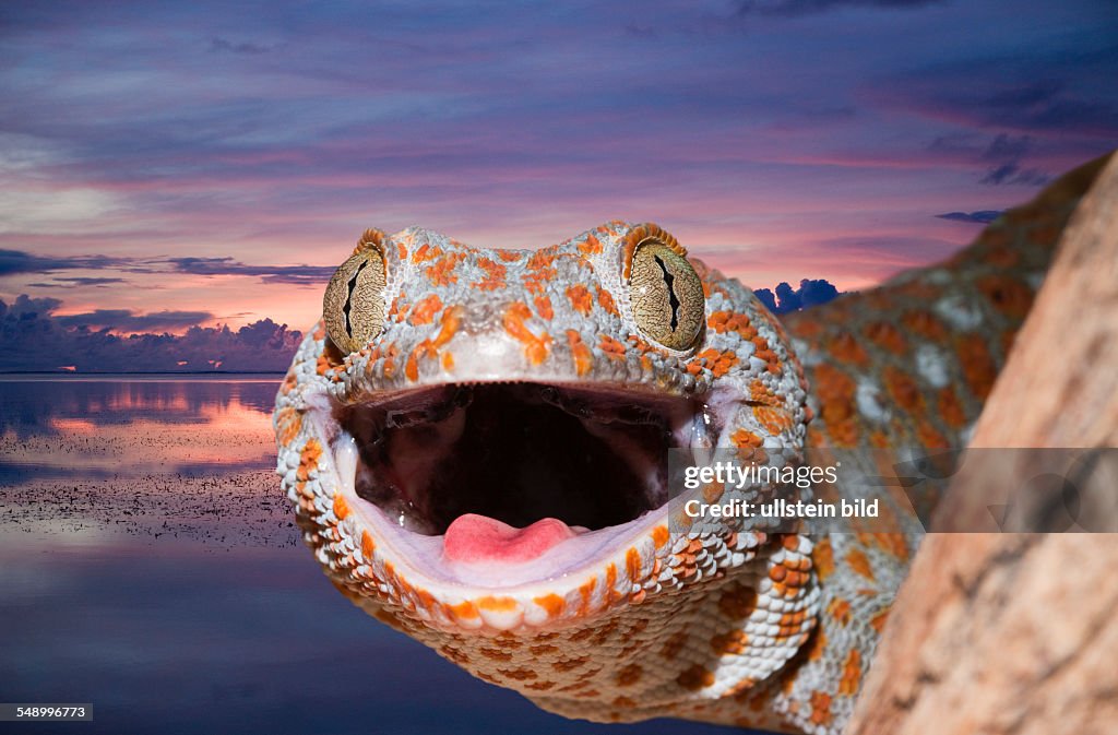 Tokay Gecko, Gekko gecko, West Papua, Misool, Indonesia