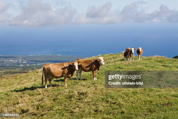 Cows on the Field, Bos taurus, Pico Island, Azores, Portugal