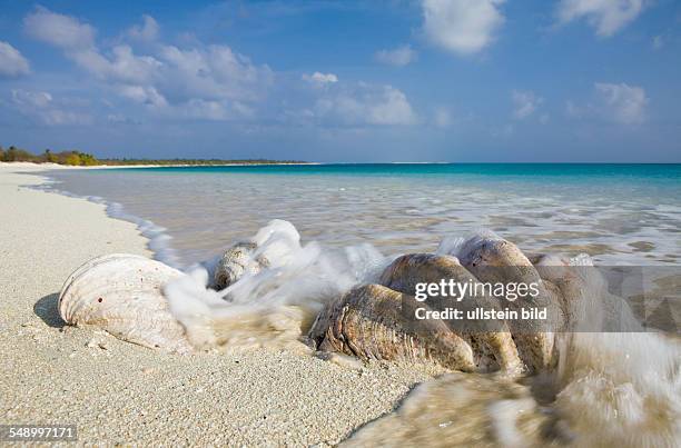 Shells at Bikini Beach, Marshall Islands, Bikini Atoll, Micronesia, Pacific Ocean