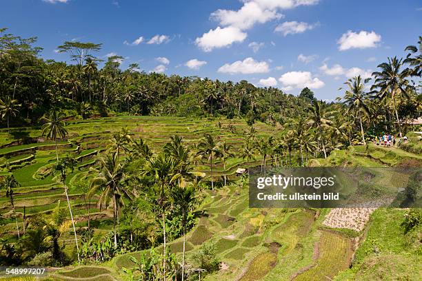 Ricefields of Tegalalang, Oryza, Bali, Indonesia