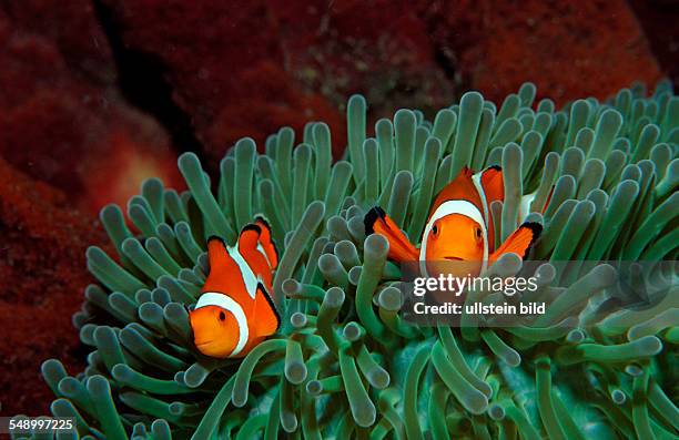 Two Clown anemonefishes, Amphiprion ocellaris, Indonesia, Bali, Indian Ocean