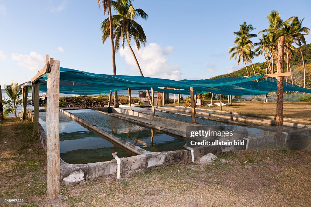 Giant Clam Farm, Tridacna gigas, Makogai, Lomaviti, Fiji
