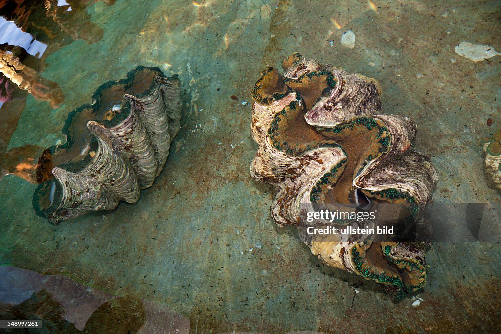Giant Clam Farm, Tridacna gigas, Makogai, Lomaviti, Fiji