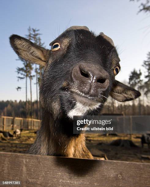 Domestic goat portrait , Capra hircus, Germany, Bavaria