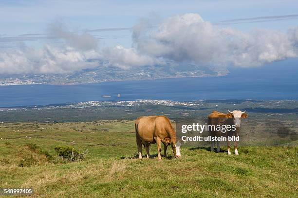 Cows on the Field, Bos taurus, Pico Island, Azores, Portugal