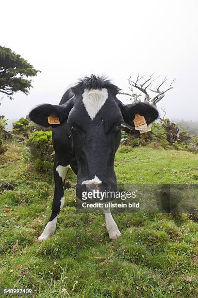 Cow at Highlands of Pico, Bos taurus, Pico Island, Azores, Portugal