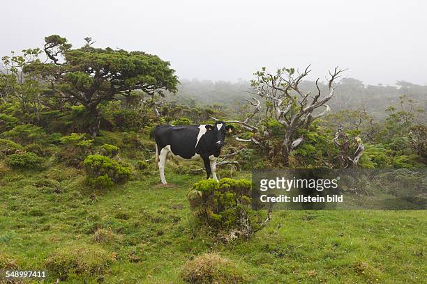 Cow at Highlands of Pico, Bos taurus, Pico Island, Azores, Portugal