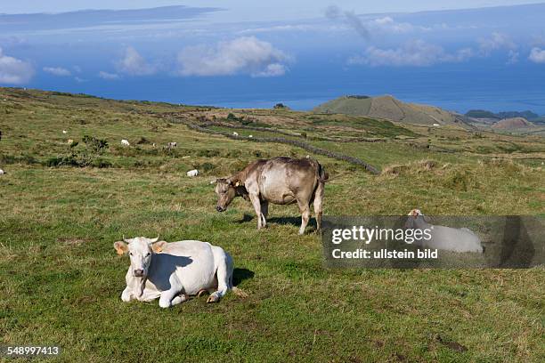 Cows on the Field, Bos taurus, Pico Island, Azores, Portugal