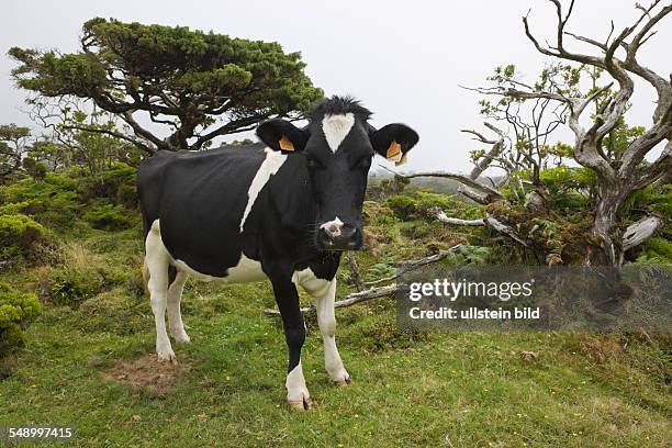 Cow at Highlands of Pico, Bos taurus, Pico Island, Azores, Portugal