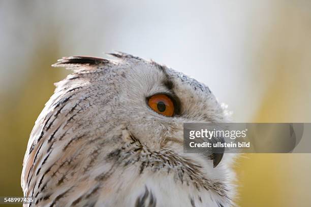 Eagle-Owl Head, Bubo bubo, Germany