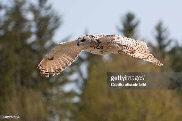 Eagle-Owl flying, Bubo bubo, Germany