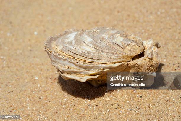 Rodent Shell Rodent Skeleton Photos and Premium High Res Pictures - Getty Images