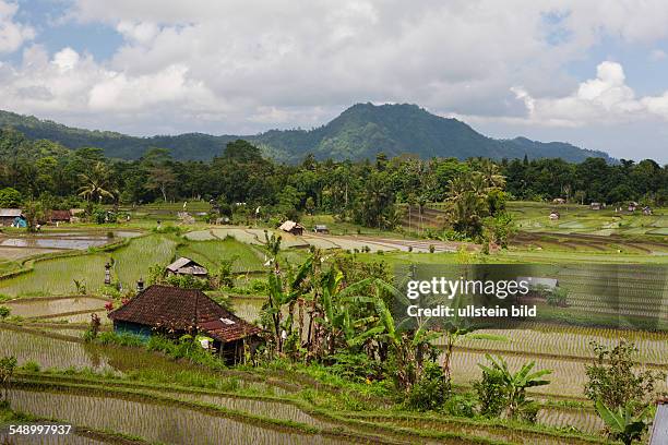 Ricefields at Bali, Oryza, Bali, Indonesia