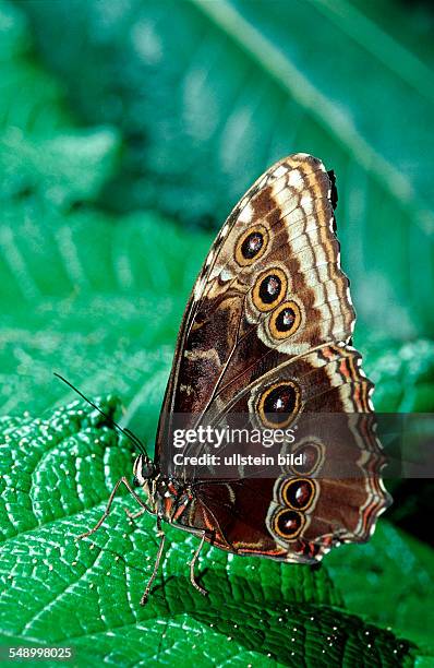 Tropical Morpho Peleides butterfly, Morpho beleides, Costa Rica, South america, La Paz Waterfall Gardens, Peace Lodge