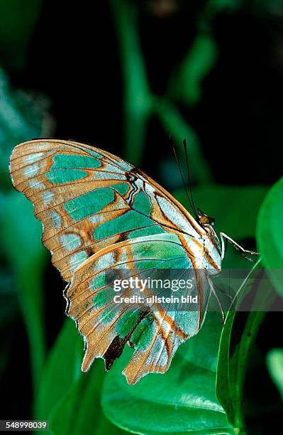 Tropical Butterfly, Costa Rica, South america, La Paz Waterfall Gardens, Peace Lodge