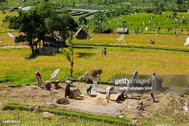 Rice Crop at Bali, Oryza, Bali, Indonesia