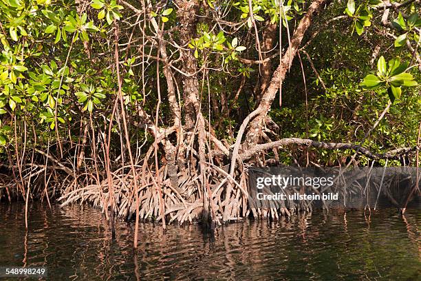 Mangroves of Misool, Raja Ampat, West Papua, Indonesia