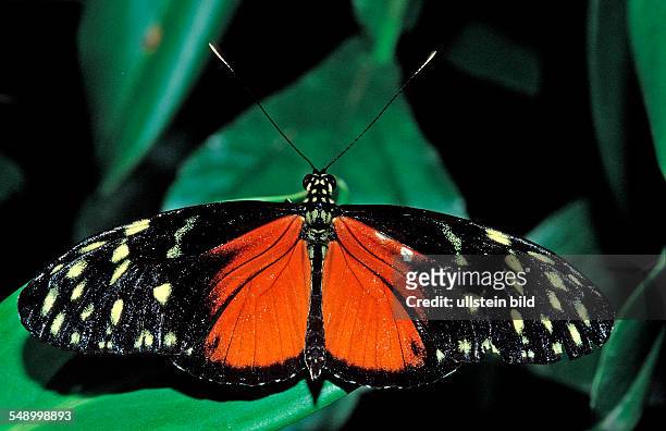 Heliconius butterfly, Tiger Longwing, Heliconius hecale, Costa Rica, South america, La Paz Waterfall Gardens, Peace Lodge
