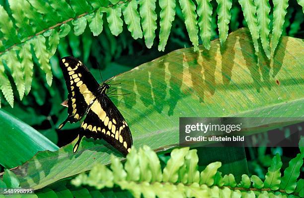 Swallowtail Butterfly, Papilio thoas, Costa Rica, South america, La Paz Waterfall Gardens, Peace Lodge