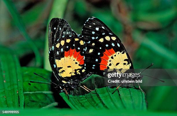 Two mating tropical Butterflies, Butterfly, Sex, Costa Rica, South america, La Paz Waterfall Gardens, Peace Lodge