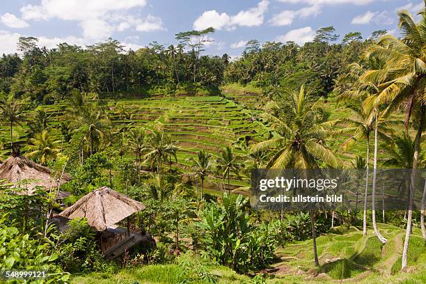 Ricefields of Tegalalang, Oryza, Bali, Indonesia