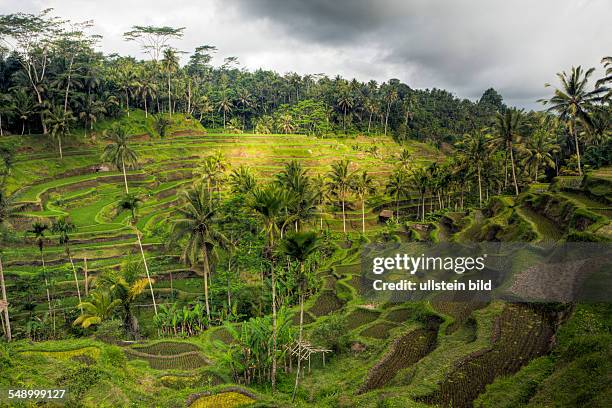 Ricefields of Tegalalang, Oryza, Bali, Indonesia