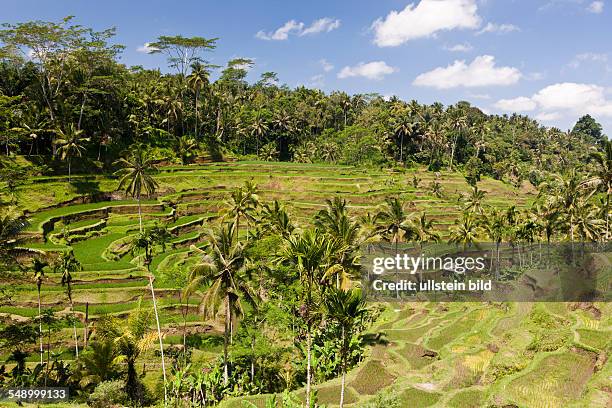 Ricefields of Tegalalang, Oryza, Bali, Indonesia