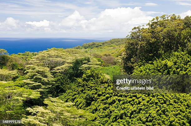 Bamboo Grove at Road to Hana, Maui, Hawaii, USA