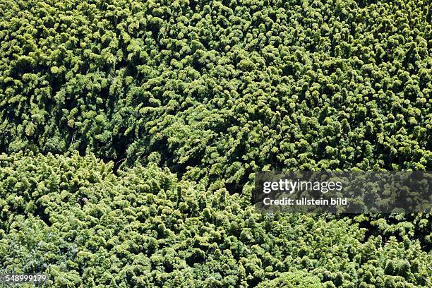 Bamboo Grove at Road to Hana, Maui, Hawaii, USA