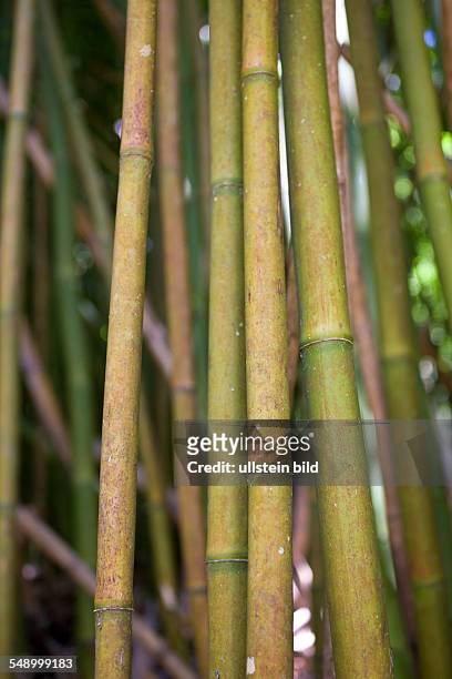 Bamboo Grove at Road to Hana, Maui, Hawaii, USA