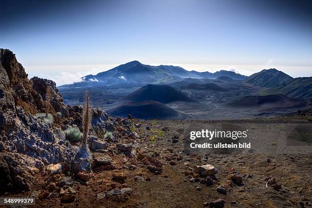 Endemic Silversword at Haleakala Volcano Crater, Argyroxiphium sandwicense ssp. Macrocephalum, Maui, Hawaii, USA