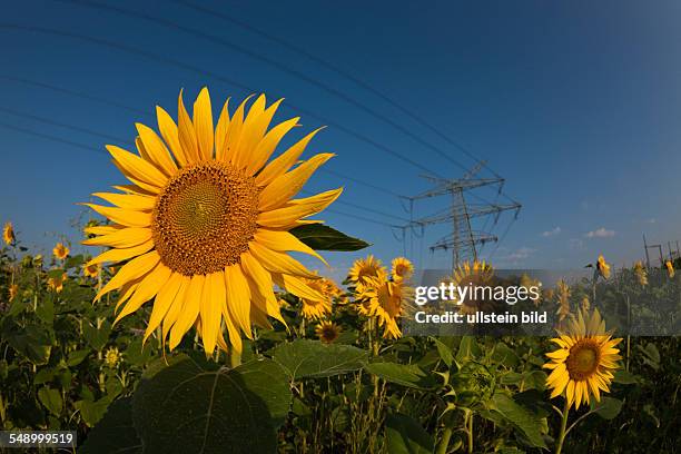 Power Lines over Sunflower Field, Helianthus annuus, Munich, Bavaria, Germany