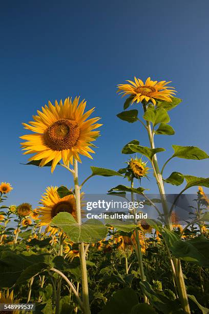 Sunflowers, Helianthus annuus, Munich, Bavaria, Germany
