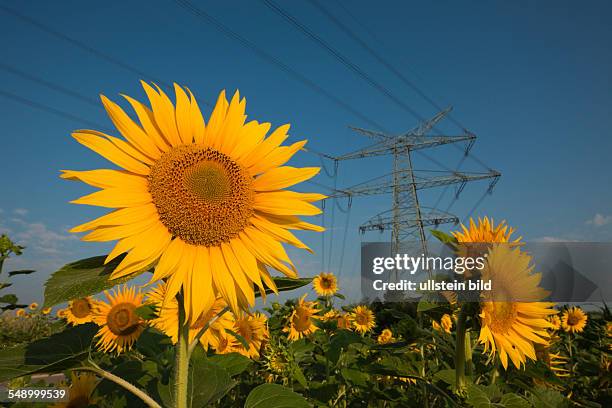 Power Lines over Sunflower Field, Helianthus annuus, Munich, Bavaria, Germany