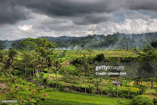 Ricefields at Bali, Oryza, Bali, Indonesia