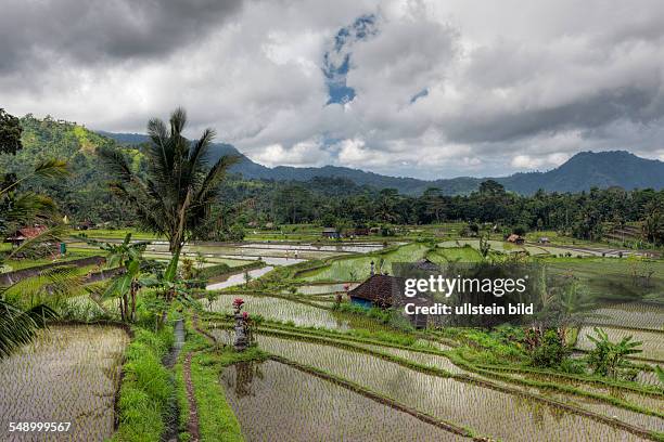 Ricefields at Bali, Oryza, Bali, Indonesia