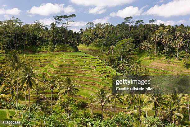 Ricefields of Tegalalang, Oryza, Bali, Indonesia