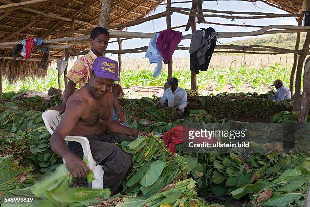 Workers of small Tabacco Plantation, Punta Rucia, Dominican Republic