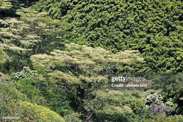 Bamboo Grove at Road to Hana, Maui, Hawaii, USA