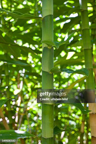 Bamboo Grove at Road to Hana, Maui, Hawaii, USA