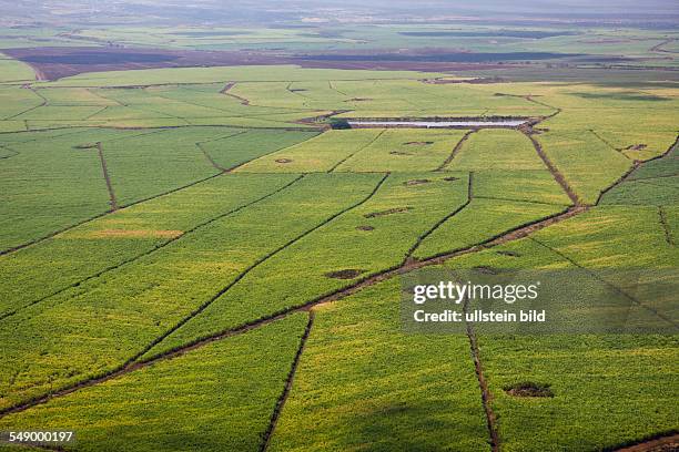 Sugar Cane Farm, Maui, Hawaii, USA