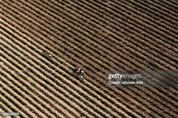 Agriculture in the Central Valley. Harvesters work in a plantation .