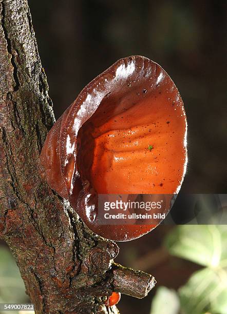 Judasohr Auricularia auricula-judae ( auch Mu-Err Black Fungus, Holunderschwamm, Ohrlappenpilz oder Wolkenohrenpilz