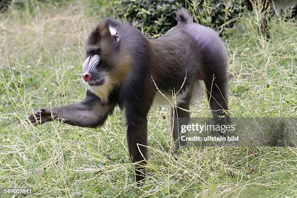 Mandrill Map Mandrill Habitat Photos and Premium High Res Pictures - Getty Images