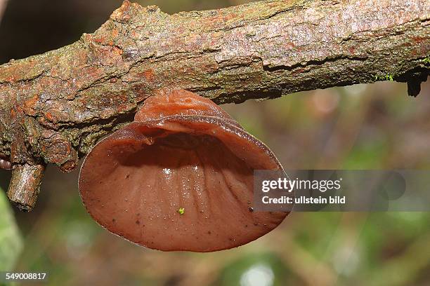 Judasohr Auricularia auricula-judae ( auch Mu-Err Black Fungus, Holunderschwamm, Ohrlappenpilz oder Wolkenohrenpilz