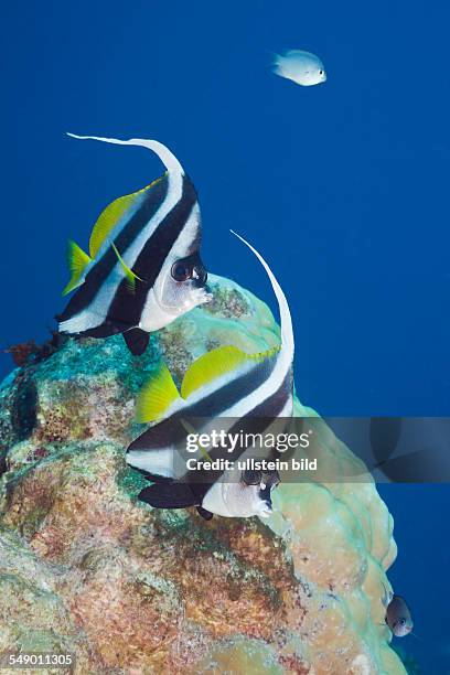 Pair of Longfin Bannerfish, Heniochus acuminatus, Namena Marine Reserve, Fiji