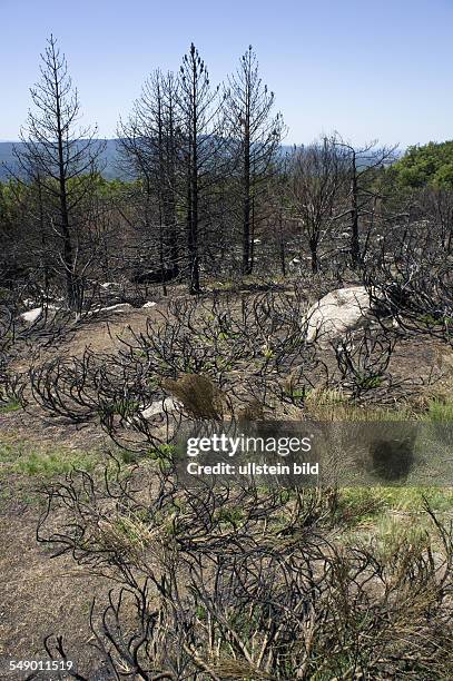 Frankreich, Cevennen, Departement Gard - Lozere, von einem Waldbrand beschädigte Umwelt